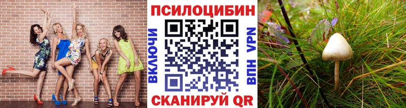 цена   Афипский  Псилоцибиновые грибы Magic Shrooms 